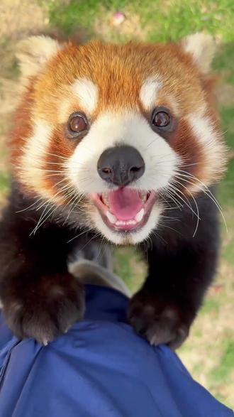 世界上怎么会有小熊猫这种又乖又软的神仙动物! #动物科普