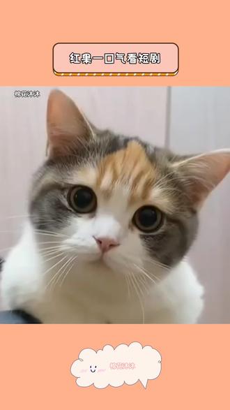 看短剧不用无限搜后续#红果短剧 #追剧神器 #热门短剧推荐 #追剧不能停 #万万想不到