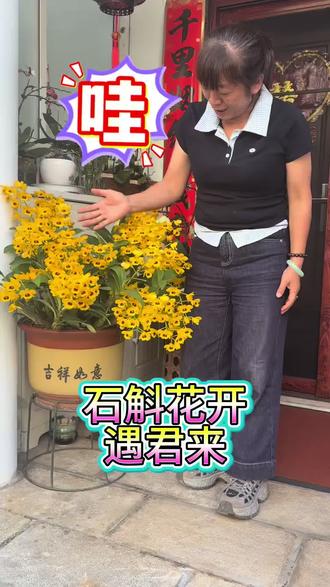 石斛花开偶君来 养花是我疲惫生活的解药#请晒出你养的花 #回个礼吧 #原创视频#爱生活爱养花 #栗斑鼓槌 盆栽