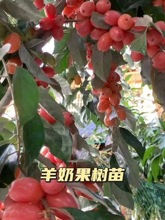羊奶果树苗新品纯甜当年结果果苗盆栽南北方种植当年结果#羊奶果树苗 #农业种植 #果苗供应