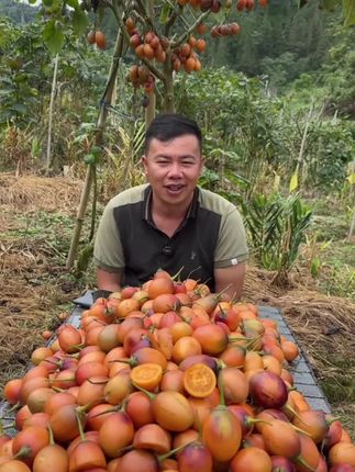 #番茄 #树番茄 【顺丰快递】甘肃农家种植现采现摘露天低秧新鲜发货沙瓤西红柿#新鲜现摘 #爆款热卖中 #好吃推荐