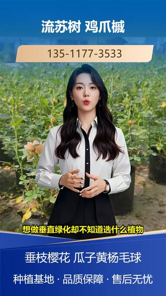 贵阳高50厘米红瑞木批发价格 135-1177-3533。很多庭院只有一季开花,其他季节没看头,想打造四季有景的庭院却不知道怎么搭配。银杏秋季叶黄,广玉兰夏季开花,红梅冬季开花,榉树四季有景。这四种植物搭配,春有梅香,夏有玉兰,秋有银杏金黄,冬有榉树枝干造型。我们提供全冠苗,快速成景,适应多种土壤。想打造四季有景的庭院?关注我们获取四季景观搭配方案。 #铜仁高50厘米铺地柏多少钱 #池州冠幅20厘米金边黄杨苗 #长春高80厘米小叶女贞毛球 #珍珠梅 #无锡珍珠梅批发价格