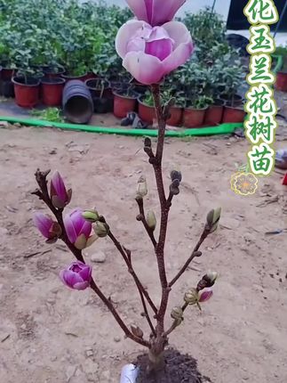 矮化玉兰花树苗 #玉兰花#玉兰花树苗 #爱生活爱养花