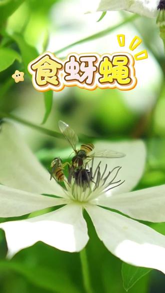 食蚜蝇,帮我们消灭蚜虫的好朋友 #蚜虫的天敌#消灭蚜虫#食蚜蝇#让自然观察成为一种生活 #