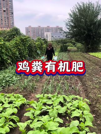 底肥不足苗不长,追肥不足苗不旺#鸡粪#鸡粪有机肥#种菜肥料推荐
