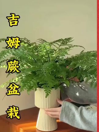植物旅行专属吉姆蕨盆栽室内好养水养耐阴观叶水培植物盆栽绿植#花卉绿植盆栽  #室内盆栽  #吉姆蕨盆栽  #植物养护技巧  #盆栽绿植