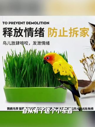 鹦鹉鸟草猫草芦丁鸡草发芽鸟草盒种子粮发芽粮玄风牡丹虎皮鸟粮#萌宠动物 #萌宠出道计划 #萌宠推荐官 #动物@dou+小助手 #上热搜 @DOU+小助手