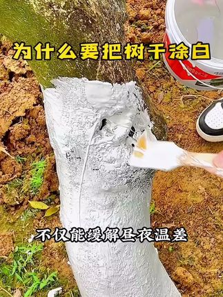 #树干涂白 #涂白剂 #果园管理 #果树种植 #果树涂白剂