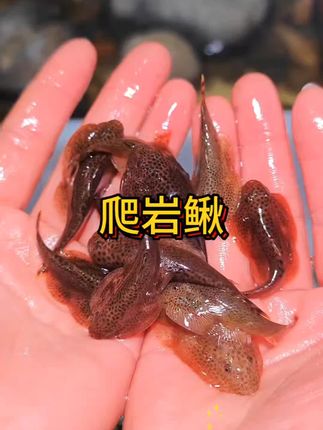 鱼缸清洁工“爬岩吸鳅”来啦!#养鱼 #鱼儿自由自在的水中游 #养鱼养心 #养鱼日记 #鱼缸里的大自然