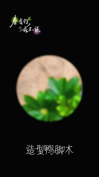 造型鸭脚木1.3-1.6米