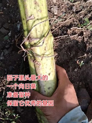 如果谁那边有好吃的向日葵,矮一点的,我也感兴趣,你以为我非要这么高。是因为我还没找到矮的好的品种