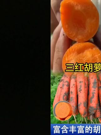 耐热耐寒的水果胡萝卜种子