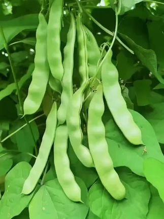 油豆还得这个