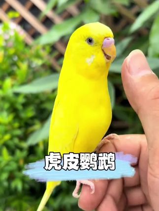 家里有孩子的可以养只虎皮鹦鹉,这种鹦鹉特别适合新手饲养,不仅可爱活泼,还很聪明。它能学会很多人类语言,跟主人互动超有趣,而且性格温顺,非常适合家庭饲养,快来试试吧!#虎皮鹦鹉 #鹦鹉 #鹦鹉说话 #养鹦鹉日记 #在抖音入手的好东西