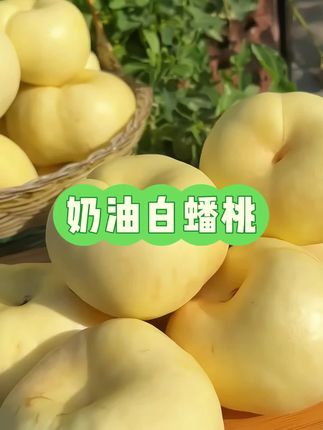 心心念念好久的奶油蟠桃,终于是吃上了, 香甜多汁,夏日限定小水果啊!#应季水果 #桃子 #桃子熟了 #蟠桃 #奶油蟠桃