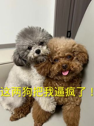 这狗有人要吗? #泰迪#狗狗拆家#萌宠#养狗日常 #狗狗成精了