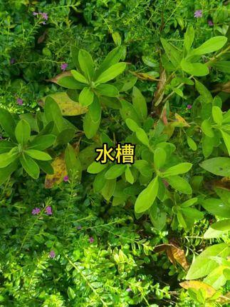 #水槽 #好物分享 #好物推荐