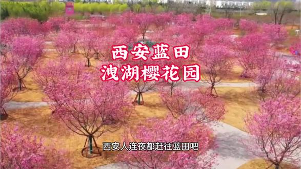 蓝田洩湖樱花园3月23号正式开园啦!#西安周边游#樱花 #镜头里的春日美景 #西安蓝田洩湖樱花园#春日游玩攻略