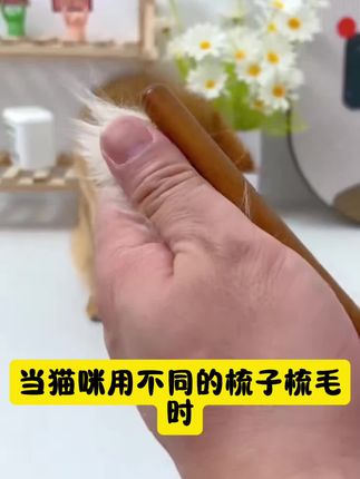 快来薅这个便宜又好用的排梳吧!长短毛都可以用,可以清理浮毛,有效去除毛发。#宠物用品 #好物推荐🔥 #萌宠 #萌宠好物