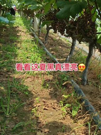 #夏黑葡萄