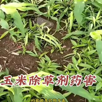 #科普 #农技知识分享
#除草剂
玉米除草剂药害的症状
和识别方法