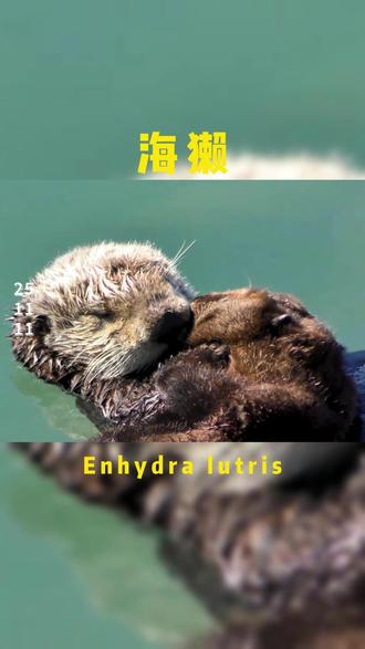 今日神奇生物|海獭 拉丁学名为:Enhydra lutris 是食肉目动物中最适应海中生活的物种,很少在陆地或冰上觅食,大半的时间都待在水里,连生产与育幼也都在水中进行。大部分时间里,海獭不是仰躺着浮在水面上,就是潜入海床觅食。当它们待在海面时,几乎一直在整理毛皮,保持它的清洁与防水性。
海獭行一夫多妻制,雄海獭会在雌性与幼兽附近的水域建立自己的势力范围,在1次繁殖季中可能会与数只雌海獭交配。哺乳期间雌海獭会照常觅食,幼兽约6个星期大时即开始在浅水域学习如何觅食。海獭一日的摄食量约可达自身体重四分之一,它们的食物依其地点的物理与生态条件而有所不同。在岩岸地区,海獭会选择较大型的食物,包含龙虾、海胆、与鲍鱼等,以获取最多的能量;在沙质海岸由于食物较少且较难寻获,海獭也会取食多种穴居的无脊椎动物,如蛤蜊等小型贝类。海獭以使用工具进食而著名,在海底捕获蚌壳或龙虾等猎物后通常会携带一块石头到海面,将石头当作砧板来敲开海胆与贝类的硬壳。它们会把石头平放在胸腹间,然后用圆圆的前掌抓着猎物敲击将猎物的壳敲开。#浩海立方 #海滨城 #神奇生物