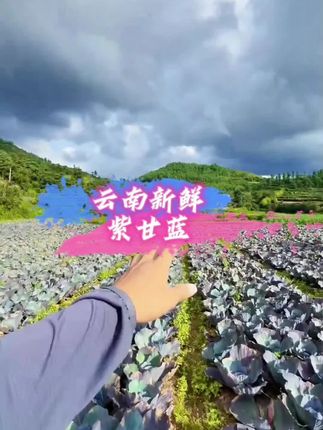云南紫包菜紫甘蓝农家蔬菜脆嫩爽口沙拉菜紫甘蓝新鲜新鲜紫甘蓝#蔬菜 #快来一起尝个鲜 #紫甘蓝 #减脂期 #健康