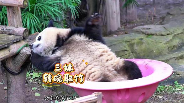 奇三妹转碗取竹,可爱满分! 三次出手,三连扑空!一度陷入尴尬…但!稳住不慌,终于一击命中。成功挽尊,逆风翻盘!#大熊猫奇三妹 #重庆动物园 #国宝的日常 #来这吸熊猫