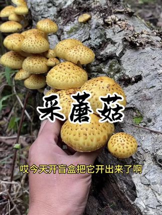 今天上山采蘑菇开盲盒,开到了新品种柳树蘑。#我的乡村生活 #新农人计划2025 #采蘑菇 #大自然的馈赠 #山里蘑菇大丰收