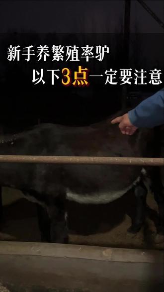 夜探驴厂,育肥驴转养繁殖需要注意些什么#繁殖驴 #养驴 #养驴技术 #新手养驴 #三农养殖