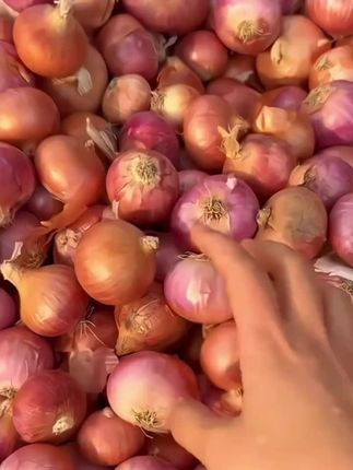 云南小洋葱,凉拌,炒着吃#紫皮洋葱 #优质农产品 #快来一起尝个鲜