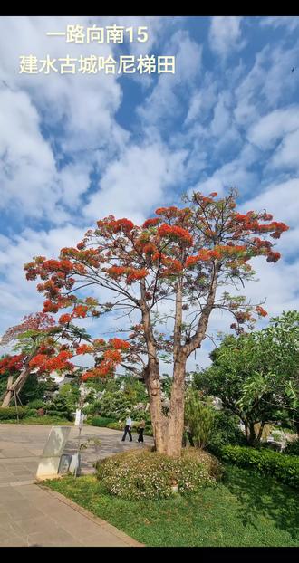 雕栏玉砌今还在,只是“朱”颜改
昨宿建水,今一早,参观朱家花园。文庙,及朱德旧居。朱家陈列室记载:建水朱家花园是一组规模宏大的清代民居建筑,有“西南边陲大观园”之称。朱氏家族原籍湖北,祖上迁居云南。清朝道光年间,朱氏先人开始经商 ,后一举成为建水乃至滇南地区首屈一指的大家族。民国时,朱家拥袁,与护国军激战,失败后,家产被抄。
建水文庙是全国三大文庙之一,感觉比较破落。
朱德旧居是在一九一三年,朱德任蔡锷麾下的少校营长,驻军建水,在这个院子居住三年。
中午在建水吃了碗米线(建水物价真便宜,一大碗8块),驱车一百二十公里去元阳哈尼梯田,车行山道,曲折盘旋,在一拐角处,看见路边停了许多车,有一木牌:普朵下寨。遂把车停好,见山坳处一角梯田,如镜子映天,粼粼有光。层层叠,随山势起伏,如调色盘一般9,错落有致。田水清浅,倒映天光云影,偶有山风掠过,水面微皱,云影如片片鱼鳞。远处村寨,木屋黑瓦,恍若仙境。
哈尼梯田三个景区收费,分别是老虎嘴,坝达,多依树景区。建议去多依树,其余两个很普通。普朵下寨,黄草岭路边的梯田,比收费景区美的太多!