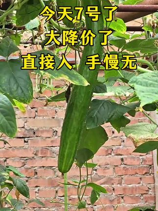 #农村菜园 #谁认识它 #活动火爆进行中