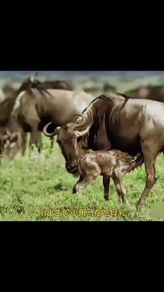 #dou上热门 #动物世界 @DOU+小助手