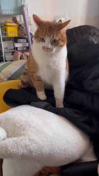 爷爷奶奶养猫是真有一手