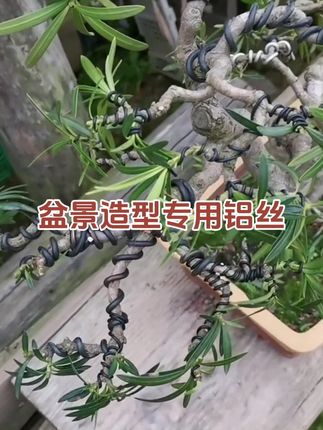 盆景造型专用铝线~罗汉松定型铝线~金枝玉叶打造孔雀开屏造型~绿植铝线盘✅ #盆景艺术 #盆景造型 #盆景造型专用铝丝 #盆景 #创作灵感