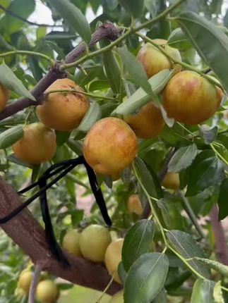 脆甜多汁的冬枣来了!现摘现发,包邮到家太划算 #沾化冬枣