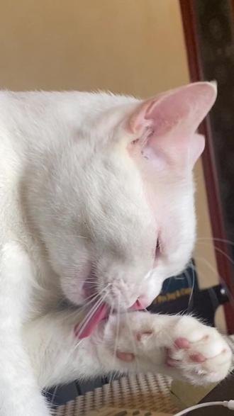 猫的爪子为什么会这样演化?#猫行为 #猫咪 #宠物知识