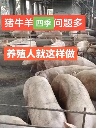 #养猪#养猪人 #养殖@抖音小助手 @抖音来客官方助推官 @抖音热点