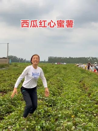 竹们吃过这种红薯吗?红皮红心沙地蜜薯#粉面香甜#带份尝尝吧