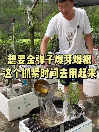 金弹子 夏季栽种金弹子,或者给它翻盆换土,细节一定要做好。想要快速来芽生根或者服盆服土,这个抓紧时间去用起来#金弹子 #盆景 #三农 #爆根 #种植小技巧