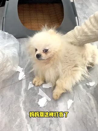 狗狗不听话可别用手了,有了这个好用又方便 #宠物训导拍 #爱心训导拍 #萌宠好物 #养狗经验分享