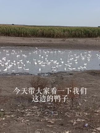 #养鹅人