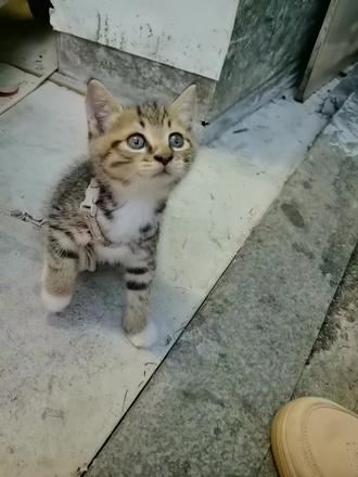 所有人现在把相册中的小猫交出来#喵喵 #狸花猫