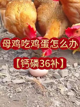 母鸡吃鸡蛋怎么办?#母鸡 #鸡 #养鸡 #鸡养殖