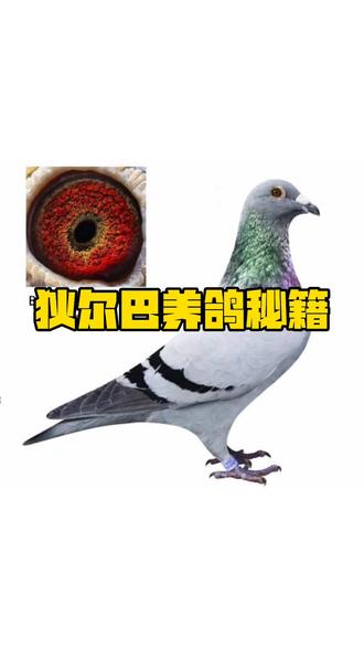 狄尔巴的养鸽秘笈#信鸽赛鸽 #养鸽人 #职业赛鸽