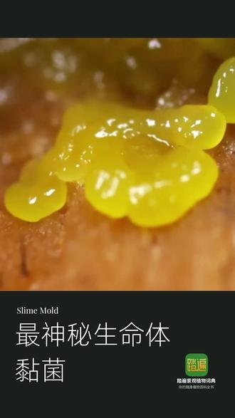 最神秘生命体——黏菌