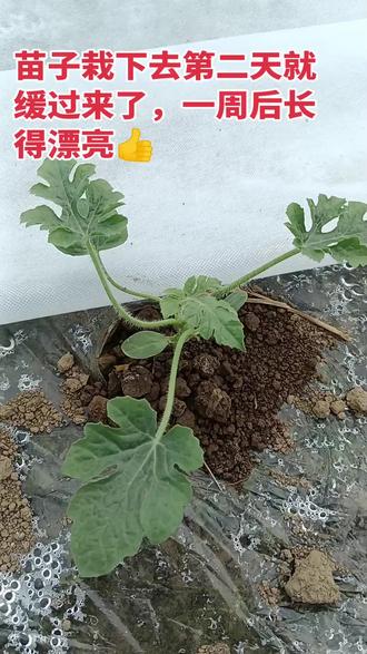 嫁接苗就是好,缓苗快#记录我的农村生活 #记录我的种植生活 #大棚西瓜 #辣椒种植 #农村生活