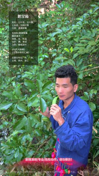 叶片像手掌?这植物能“抓住”好运气! #鹅掌藤 #七叶莲 #吉祥树 #耐阴植物