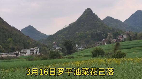 从南宁出发去罗平看油菜花的第三天,到达罗平九龙瀑布群景区,油菜花期己过#罗平#油菜花#自驾游#记录